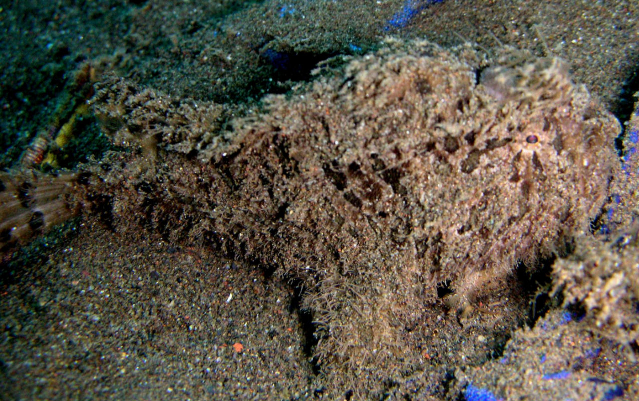 Tathicarpus butleri